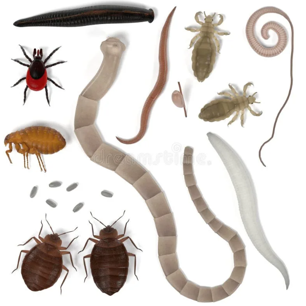 Parazitologi&yacute;a